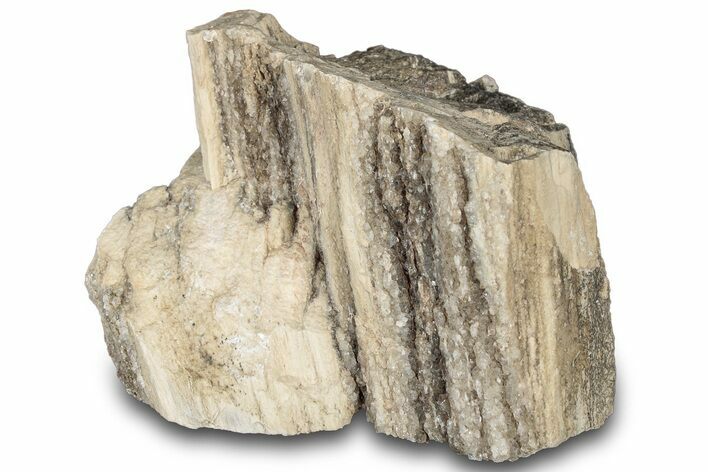 Petrified Wood Section with Sparkling Quartz - Arizona #305406